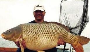 揭秘世界各地各式恐怖巨型鱼：竟以人为食