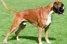 揭秘人类的朋友犬的祖先究竟是什么?