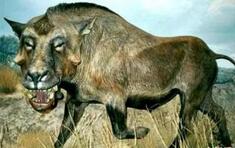 当你看见古代的猪你还敢大胆的吃猪肉吗?