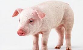 我们差给它一个清白名声：猪也爱干净啊