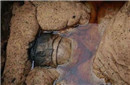 工地挖出700年前神秘木箱 惊现无名女尸
