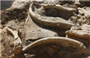 发现6万年前猛犸象化石 90骨架完整
