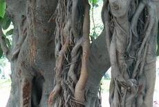 未解之谜：树干为何会直立漂浮120年不倒?