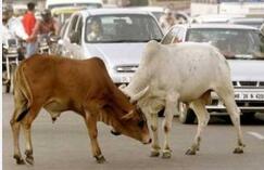 在印度牛的地位超高：牛尿都有人直接喝