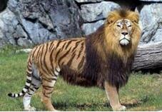 太萌了!狮子和老虎交配出的后代叫狮虎