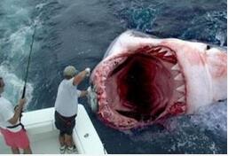 研究发现巨齿鲨导致灭亡竟是因为太挑食！