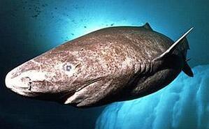 格陵兰睡鲨：需要等待等了一个世纪寻找伴侣