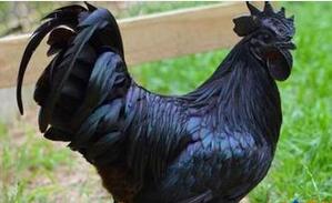 鸡中的兰博基尼：一只售价2500美元