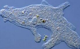 从单细胞变形虫看地球生命是如何进化的?