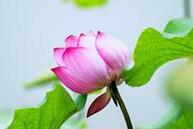 古代富贵人家赏荷有什么讲究?