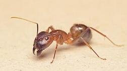 蚂蚁在沙漠中行走为什么始终不会迷路?