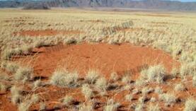 非洲神秘&ldquo;仙女圈&rdquo;：无征兆出现又会消失