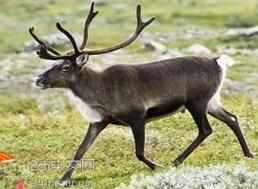 圣诞老人的噩梦：三百头驯鹿同时雷劈死亡