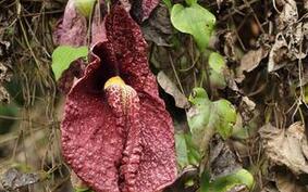 揭秘世界上最丑的花:不仅丑陋还奇臭无比