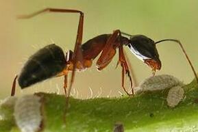 丛林无敌霸主：恐怖食肉蚁竟可以猎杀人类