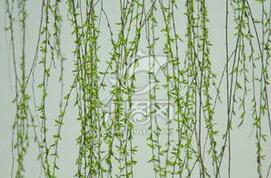 古代口腔卫生：牙齿清洁最早用的是杨柳枝