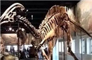 新发现：揭秘50万年前南京或出现过白种人