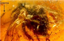 揭秘考古发现：印度现5000万年前古代昆虫琥珀