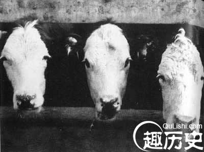 英国疯牛病恐慌震全球(历史上今天lssjt.cn)