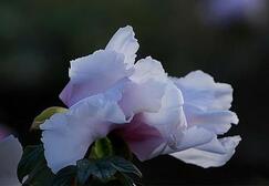 什么?冰清玉洁竟然是是来形容大男人的?