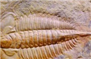 揭秘科学家发现史前生物化石 体长近三米