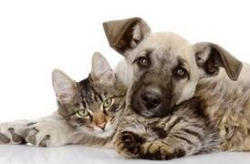 为什么古时有男不养猫女不养狗的说法?