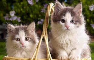 猫死了为何要挂在树上腐烂而不能进行掩埋?