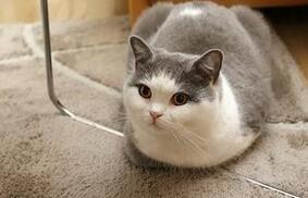 喵星人不爱吃甜食：因为尝不出事物的甜味