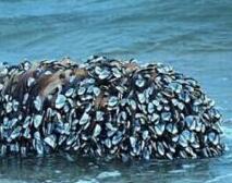 海滩上飘来这 老渔民欣喜若狂!