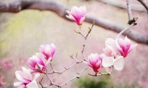 古代立春为农历中的阳历年之始：亦作生肖之始