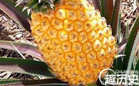 康沃尔菠萝