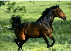 汗血宝马的起源：历史上的汗血宝马存在过吗