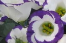 紫芝眉宇的故事