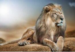 历史误读：拿破仑从未说过中国是沉睡的雄狮言论