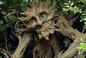 世界上真有食人树吗：奠柏树吃人的传说