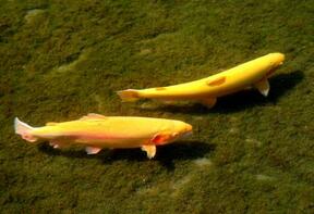 &ldquo;沙漠鱼&rdquo;为什么这种鱼能在极端沙漠中存活?