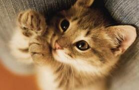 揭秘为何猫在埃及神话中的地位这么高?