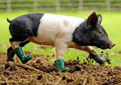 有洁癖的小猪:非要穿着雨靴才肯在泥中行走