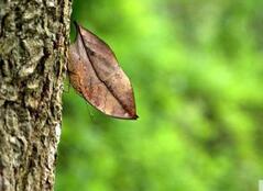 自然界最强伪装术：蜘蛛也能变枯叶躲避天敌