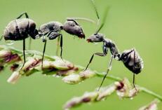 蚂蚁比人类还早会&ldquo;农耕&rdquo;：大约300万年前