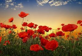 妖冶罂粟花：如何从天使一步步变成魔鬼的?