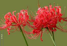 古墓至宝：彼岸花背后隐藏着什么样的故事？