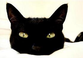 为啥黑猫如此不招人待见：有啥恐怖传说