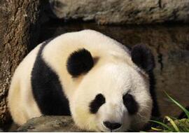 国宝大熊猫为什么是黑白相间的毛色呢？