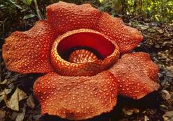 恐怖食人花的传说：它的出处竟然来源于此