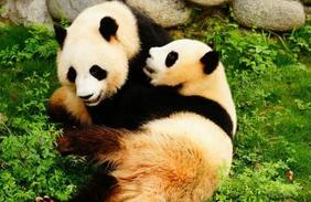 大熊猫和小熊猫有啥关系?她们之间是近亲吗?
