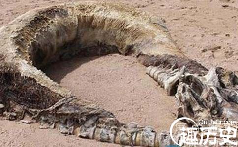 不明生物