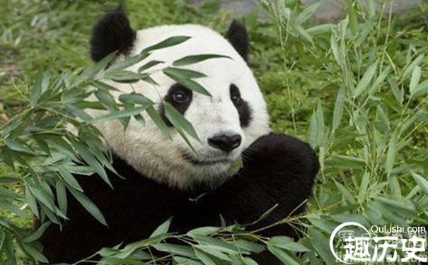 中国七大国宝动物图片