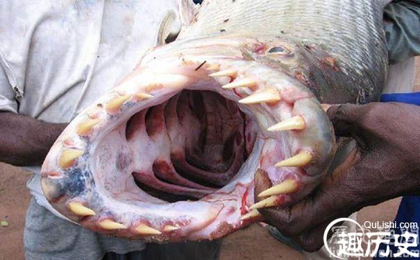 是非常恐怖的存在,很多人谈起食人鱼都会被吓个半死,这样的情况大概是
