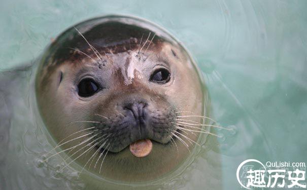 海豹